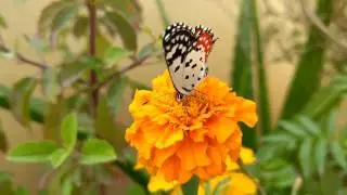 Talicada nyseus butterfly