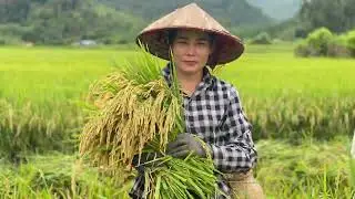 How to harvest wet rice