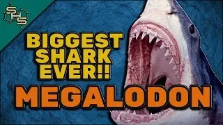 Megalodon Facts For Kids - Biggest Shark Ever
