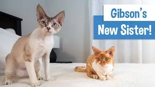 Gibson Gets a Sister: Devon Rex Kitten | Original Music