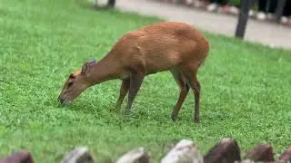 Barking Deer #nature #animals #wildlife 