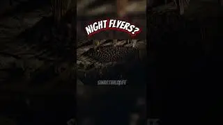 Why Do Bats Fly Only at Night?