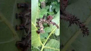 Hickory horned devil caterpillar