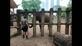 2025. Next step in trauma elephant target training.  Sometimes, you have to sacrifice a target.  