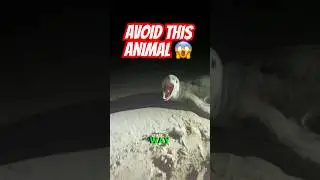 Избегайте это животное любой ценой!!