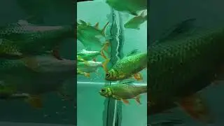 Amajin fish cutting #viralshorts #video