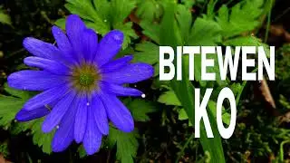BITEWEN KO - Pangasinan Song