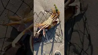 Summer Crabbing in Netarts Bay Oregon 2025 #crabbing #fishing #outdoors #oregoncoast #crab #hunt