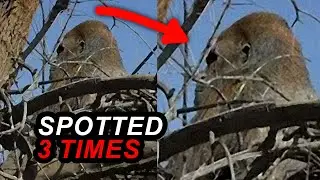 Alarming Viral Videos: Watch at Your Own Risk