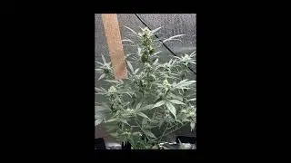 Vanilla Gelato Automatic Indoor Teil 2 von 3 (2/3)