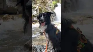 How to level up your adventure gear! 🏔🌴🍄 #adventure #adventurewithdogs #DogBadges #shorts