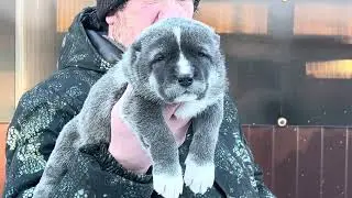 2 февраля 2026 г.