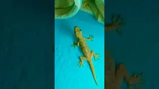 #chipkali #lizard #tiktiki #viral #video #shortvideo