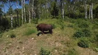 Buffalo in the Cariboo British Columbia Canada . dji mini 2 drone
