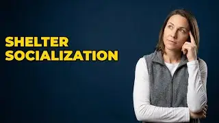 What Does Socializing Animals In An Animal Shelter Involve?