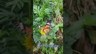 Cethosia biblis / red lacewing.  🦋🌸 #nature #butterfly #flowers #marigold