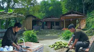 KONG repairs damaged fence after storm, Harvest sticky corn to boil and sell - Country life diary