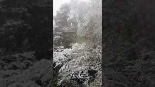 Murree live Today weather News Murree Mall Road live Snowfall heavy snowfall2023 #murree #snowfall
