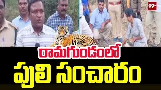 రామగుండంలో పులి సంచారం | Tiger At Ramagundam | 99TV
