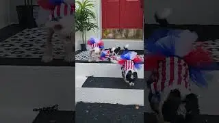 Chinese Cresteds in Red White & Blue!