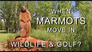 When Marmots Move In: Wildlife and Golf?