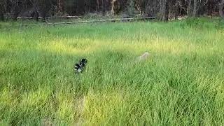 Beau & Ozzie explore tall grass at the top of Beau Swale