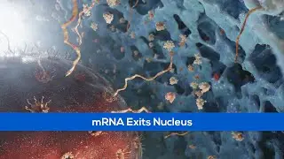 mRNA Exits Nucleus