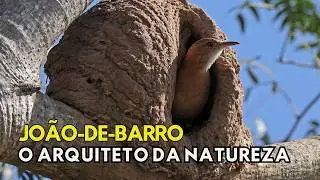 João-de-barro: o arquiteto da natureza | Aves do Brasil