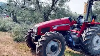 Pruning Secolari