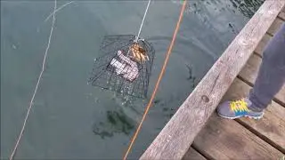 Modified Pyramid Crab Trap