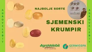 Agrovelebit sjemenski krumpir - sorte