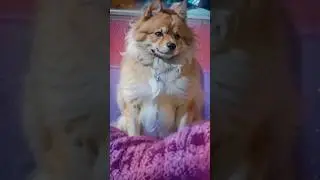 Dog Transformation #aumigolulu  #pets #cat #cats #ia #mutant #animation #dogs #robot #roblox #game