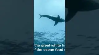 Orca Vs Great White Shark #shark #facts #animals #greatwhiteshark #whale