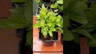 🔥 ЭТИ ТРИ ГОРТЕНЗИИ наполнят ваш сад сказочной красотой и ароматом 🌸