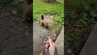 hand-feeding a squirrel and a chipmunk.