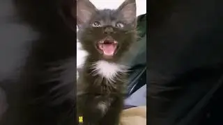 Cross Eyed Cat Saying Huh, Little Boy 44 🤪 #shorts #kucing #kucinglucu