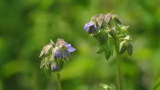Polemonium vanbruntiae