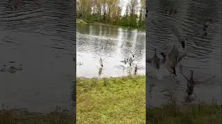 Mallard Ducks Flying in the Rainy Weather! 🦆🌧️ #flyingducks #shorts