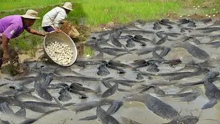 How to Successfully Fish for Copper Snakehead Species