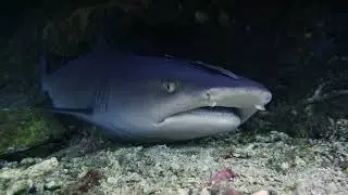 Guardians of the Ocean: the story of whitetip reef sharks (Triaenodon obesus) - #8