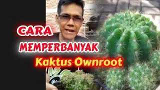 Cara Memperbanyak Tanaman Kaktus Ownroot