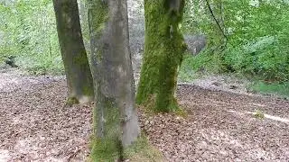 WW-2 Bomkrater bij de 3 Bomen in het Bos