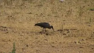 Ibis hagedash (Bostrychia hagedash) - video 1 &copy; Nicolas Macaire