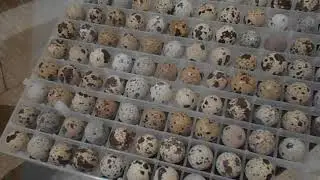 &Eacute;levage de cailles : Incubation d&rsquo;&oelig;ufs de caille de A &agrave; Z