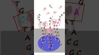 Genotyping SNPs using a BeadChip