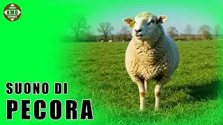 Il suono della Pecora: Il vero belato della fattoria &ndash; SUONI DI ANIMALI 🐑