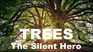 The Silent Heroes Saving Our Earth: Trees!