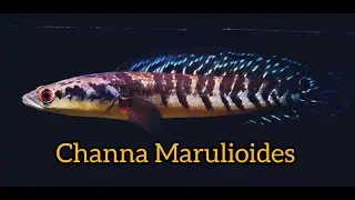 Dream Fish!!! Channa Marulioides 🇲🇨