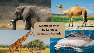 Mammals With The Longest Gestation Periods