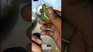 Turtle sick 🐢🤢 !! Baby turtle 🐢 Flowting problem treatment 😔!! baby Red eaird slider turtle 🐢
